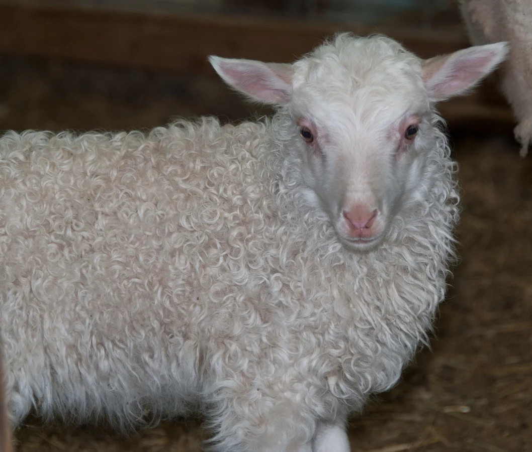 Sheep by the dozens — BlackWater Treasures